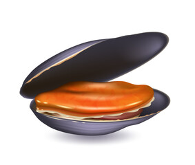 Mussels cooked with open shell. Realistic vector illustration isolated on a white background.