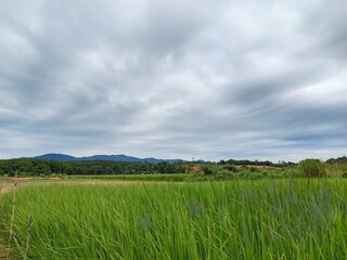 Green rice field and sky in the rain season