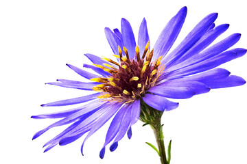 Daisy Blume blau Nahaufnahme