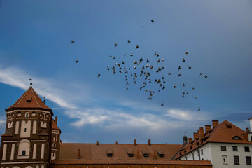 old town hall and birds