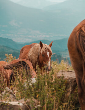 Retrato de caballo  marr&oacute;n en la pradera trotando 