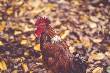 Rooster on fallen leaves in the aviary. Brown rooster walking on a pile of dry leaves in an aviary on an autumn day on a farm