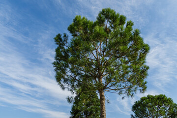 Beautiful Italian stone pine tree (Pinus pinea) with lush needles on blue sky background. Public landscape city Park Krasnodar or Galitsky Park in sunny autumn 2020.