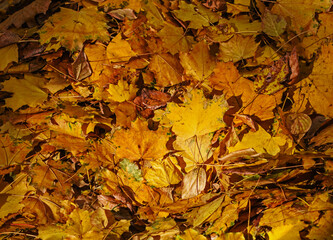 Dry real yellow autumn leaves