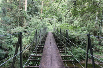 Fototapeta premium wooden bridge in the forest