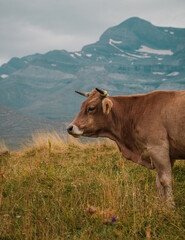 Fototapeta na wymiar Retrato de vaca pastando entre las montañas en plano lateral.