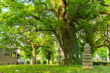 日本　熊本県熊本市内の花畑公園