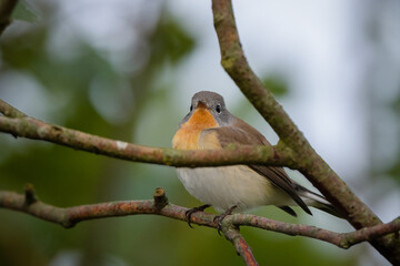 Fototapeta premium Ficedula parva