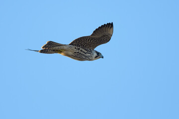 Falco peregrinus
