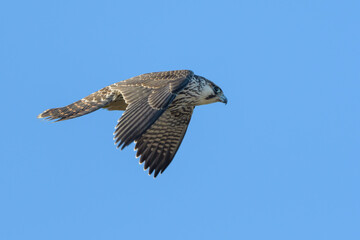 Falco peregrinus