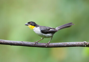 Witnekstruikgors, White-naped Brush-Finch, Atlapetes albinucha