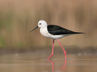 Steltkluut, Black-winged Stilt, Himantopus himantopus