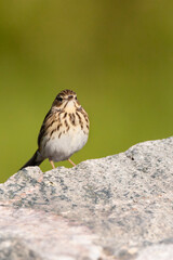 Tree Pipit, Anthus trivialis, standing erect in Israel