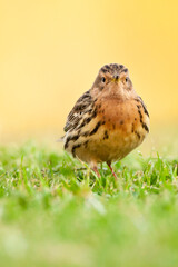 Red-throated Pipit, Anthus cervinus