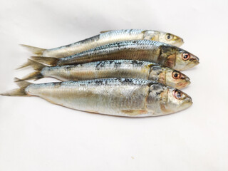 Close up view of Fresh Indian oil sardines isolated on a White Background.