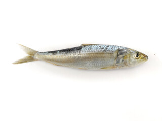 Close up view of Fresh Indian oil sardine Isolated on a White Background.