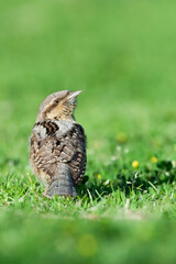 Draaihals, Eurasian Wryneck, Jynx torquilla