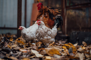 White hens walking in the paddock. A white hen walks on a pile of dry leaves in an aviary on an...