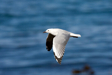 Hartlaub's Gull, Chroicocephalus hartlaubii