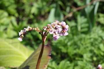 Flowers of bergenia. Bergenia plant in bloom