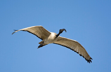 African Sacred Ibis, Threskiornis aethiopicus