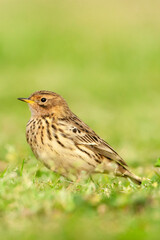 Red-throated Pipit, Anthus cervinus