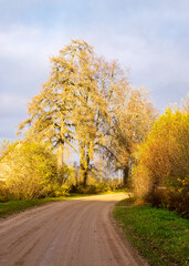 Fototapeta premium beautiful colorful trees by the side of the road, dirt road in autumn day, autumn
