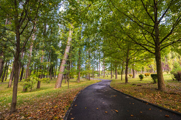Obraz premium a beautiful autumn landscape in the park on an October day
