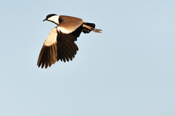 Spur-winged Plover, Vanellus spinosus