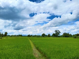 Fototapeta na wymiar Dramatic blue sky with green fields in the countryside