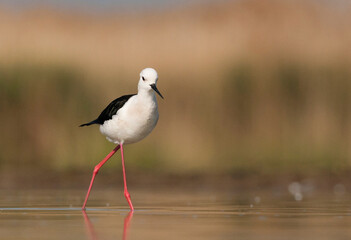 Steltkluut, Black-winged Stilt, Himantopus himantopus
