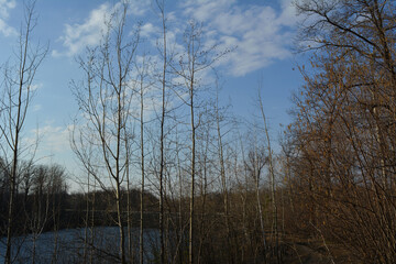 Spring landscape with a lake behind the trees