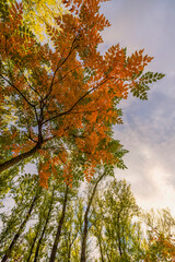 a beautiful autumn landscape in the park on an October day