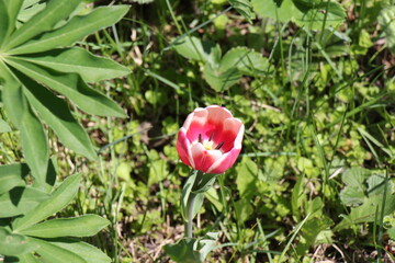 pink tulip in the garden