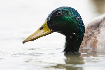 Wilde Eend, Mallard, Anas platyrhynchos