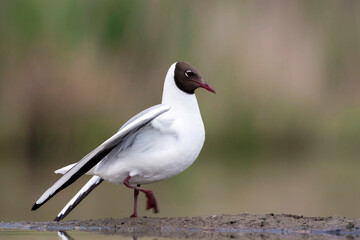Fototapeta premium Kokmeeuw, Common Black-headed Gull, Croicocephalus ridibundus