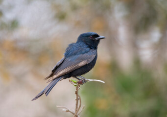 Fork-tailed Drongo, Dicrurus adsimilis