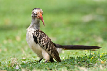 Southern Red-billed Hornbill, Tockus rufirostris