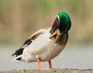 Wilde Eend, Mallard, Anas platyrhynchos
