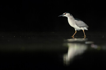 Kwak, Black-crowned Night Heron, Nycticorax nycticorax