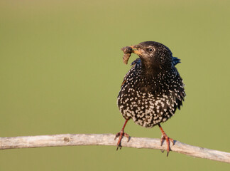 Spreeuw, Common Starling, Sturnus vulgaris