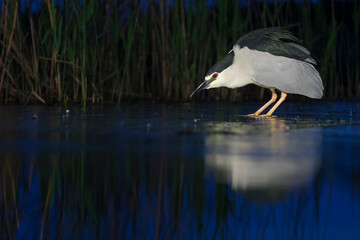 Kwak, Black-crowned Night Heron, Nycticorax nycticorax