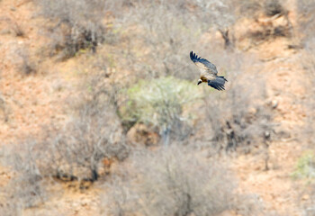 African White-backed Vulture, Gyps africanus