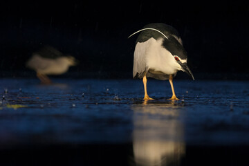 Kwak, Black-crowned Night Heron, Nycticorax nycticorax