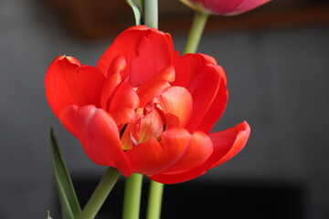 red tulip