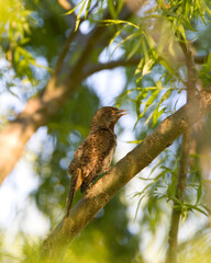 Red-throated Wryneck, Jynx ruficollis