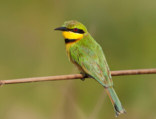 Little Bee-eater, Merops pusillus