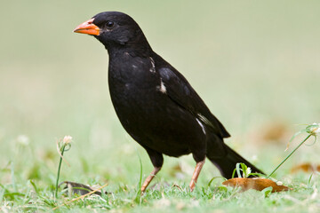 Red-billed Buffalo-weaver, Bubalornis niger