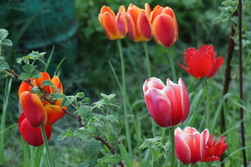 Colorful blooming tulips in the garden. Red and yellow tulips