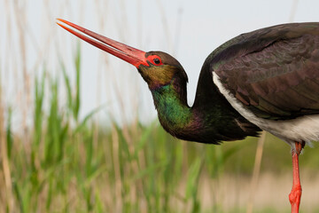 Zwarte Ooievaar, Black Stork, Ciconia nigra